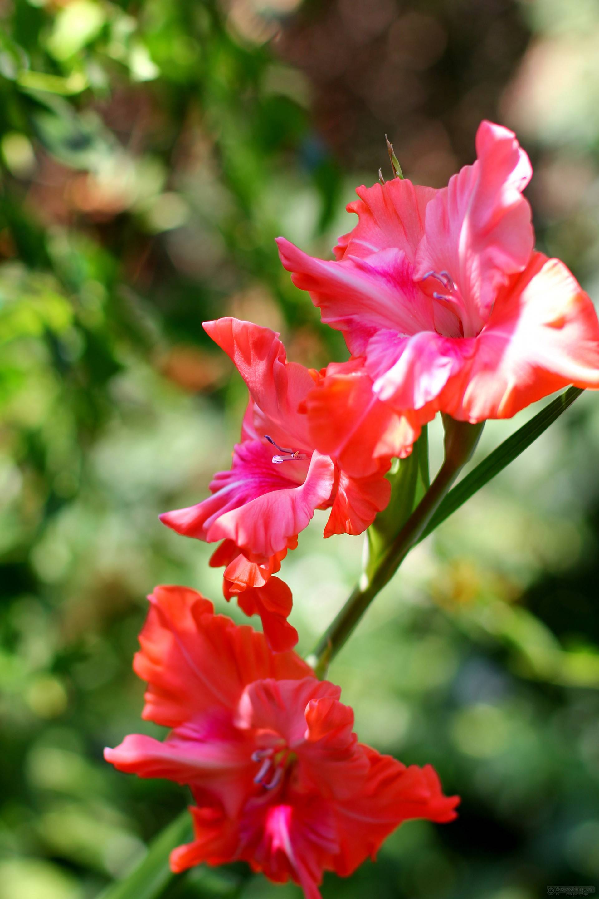 Be 'Gladiolus': It's August's Birth Flower! | Avas Flowers